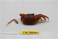 藏品(斯氏沙蟹)的圖片